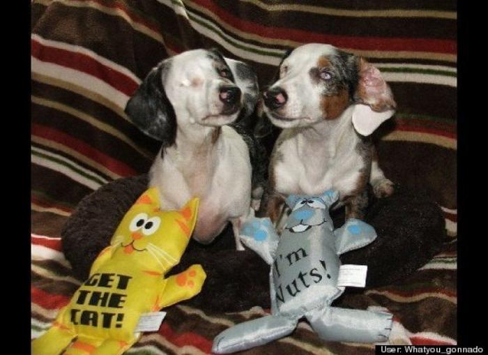 ¿Qué hacen un tigre o un león si les dejas una caja de cartón? El mejor vídeo de bichinos de la semana (VÍDEO)