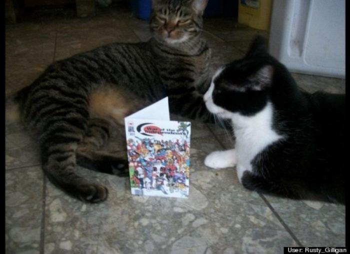 ¿Qué hacen un tigre o un león si les dejas una caja de cartón? El mejor vídeo de bichinos de la semana (VÍDEO)