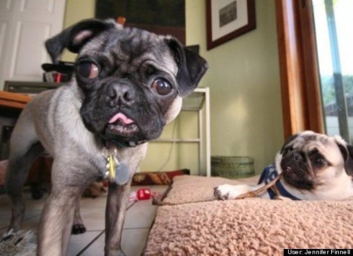 ¿Qué hacen un tigre o un león si les dejas una caja de cartón? El mejor vídeo de bichinos de la semana (VÍDEO)