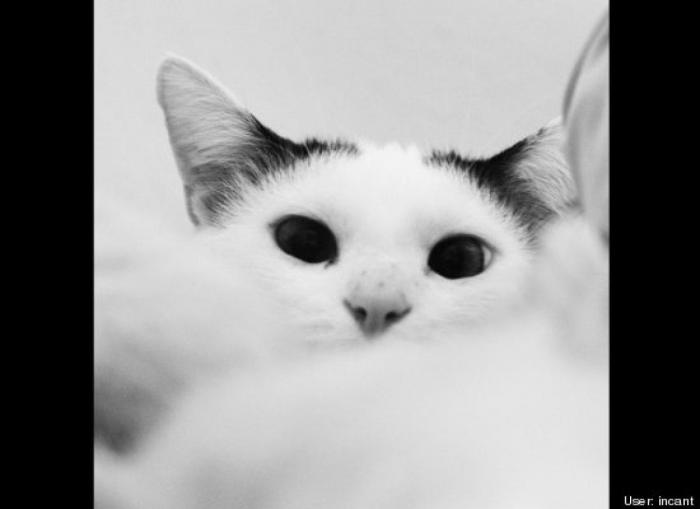 ¿Qué hacen un tigre o un león si les dejas una caja de cartón? El mejor vídeo de bichinos de la semana (VÍDEO)