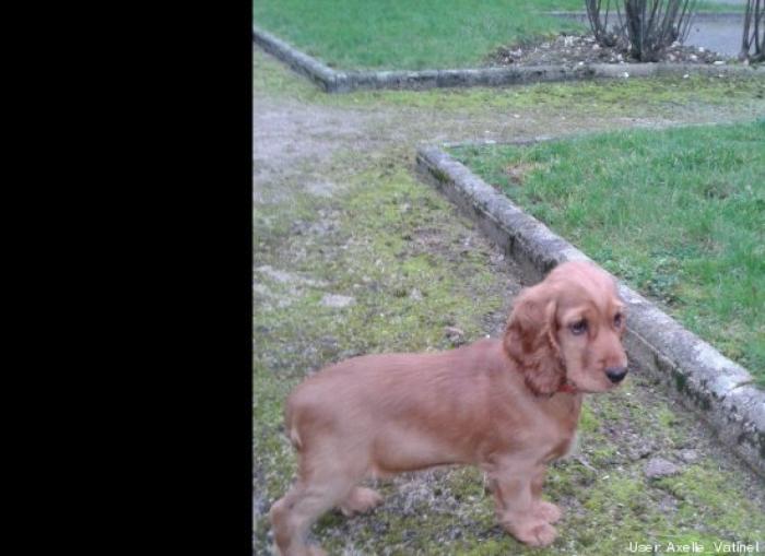 ¿Qué hacen un tigre o un león si les dejas una caja de cartón? El mejor vídeo de bichinos de la semana (VÍDEO)