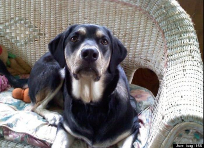 ¿Qué hacen un tigre o un león si les dejas una caja de cartón? El mejor vídeo de bichinos de la semana (VÍDEO)