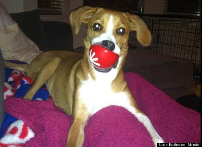 ¿Qué hacen un tigre o un león si les dejas una caja de cartón? El mejor vídeo de bichinos de la semana (VÍDEO)