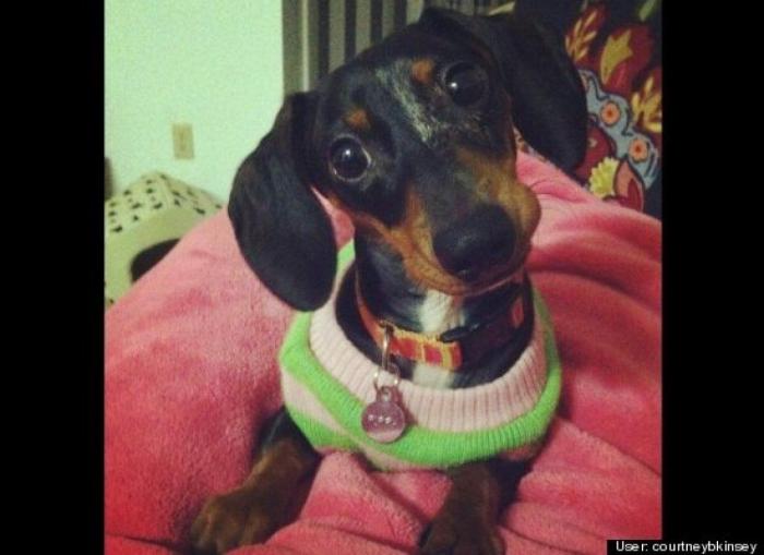 ¿Qué hacen un tigre o un león si les dejas una caja de cartón? El mejor vídeo de bichinos de la semana (VÍDEO)