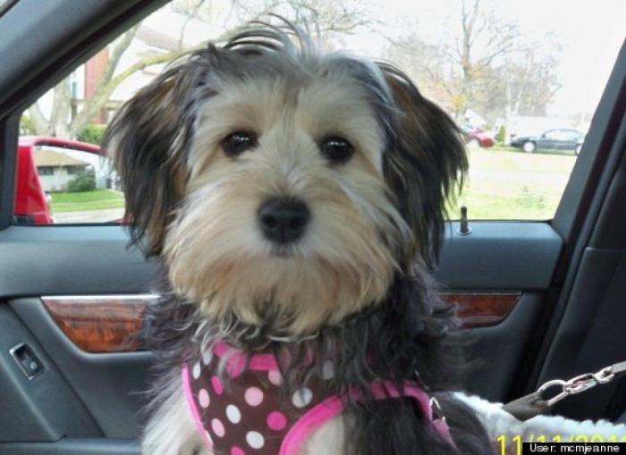 ¿Qué hacen un tigre o un león si les dejas una caja de cartón? El mejor vídeo de bichinos de la semana (VÍDEO)