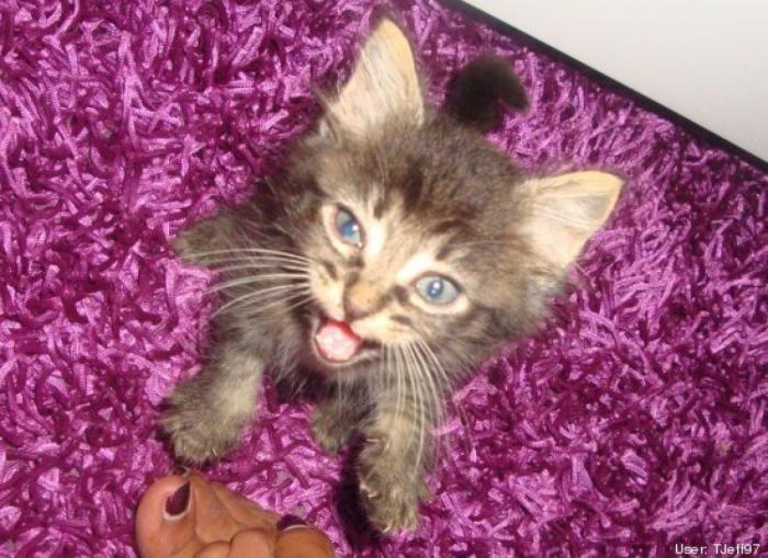 ¿Qué hacen un tigre o un león si les dejas una caja de cartón? El mejor vídeo de bichinos de la semana (VÍDEO)