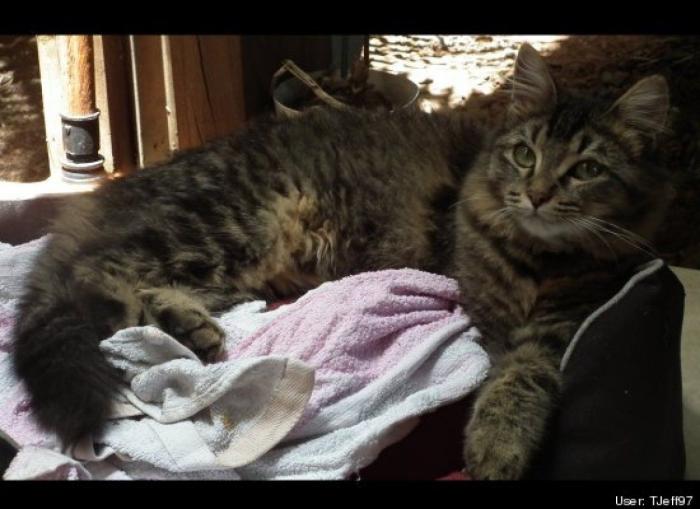 ¿Qué hacen un tigre o un león si les dejas una caja de cartón? El mejor vídeo de bichinos de la semana (VÍDEO)