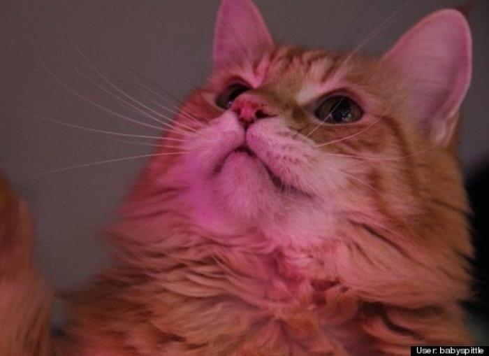 ¿Qué hacen un tigre o un león si les dejas una caja de cartón? El mejor vídeo de bichinos de la semana (VÍDEO)