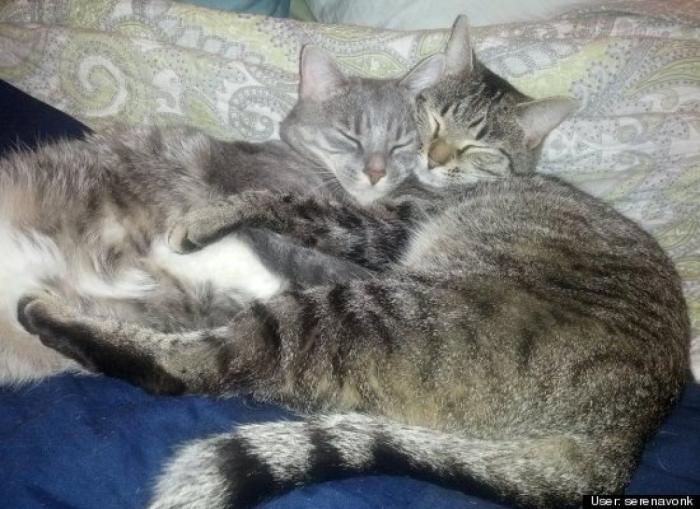 ¿Qué hacen un tigre o un león si les dejas una caja de cartón? El mejor vídeo de bichinos de la semana (VÍDEO)