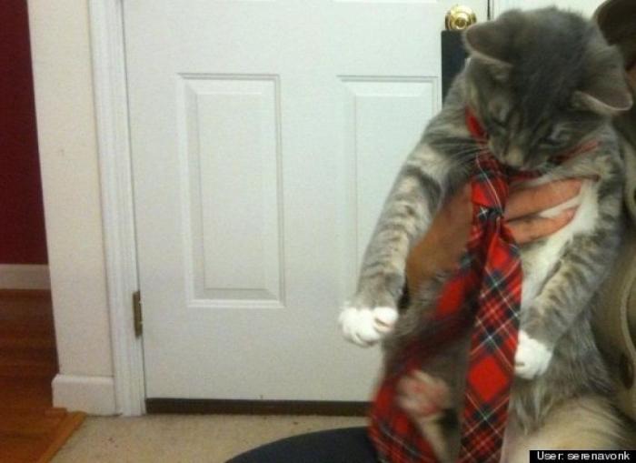 ¿Qué hacen un tigre o un león si les dejas una caja de cartón? El mejor vídeo de bichinos de la semana (VÍDEO)