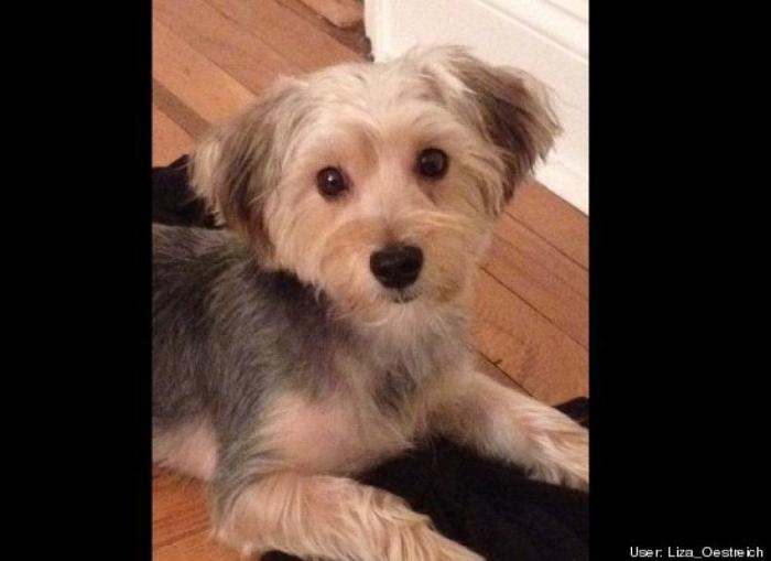 ¿Qué hacen un tigre o un león si les dejas una caja de cartón? El mejor vídeo de bichinos de la semana (VÍDEO)