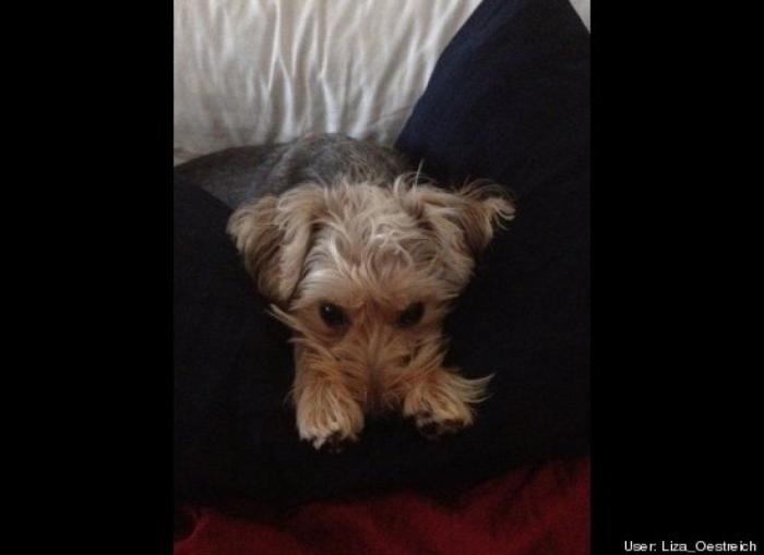 ¿Qué hacen un tigre o un león si les dejas una caja de cartón? El mejor vídeo de bichinos de la semana (VÍDEO)