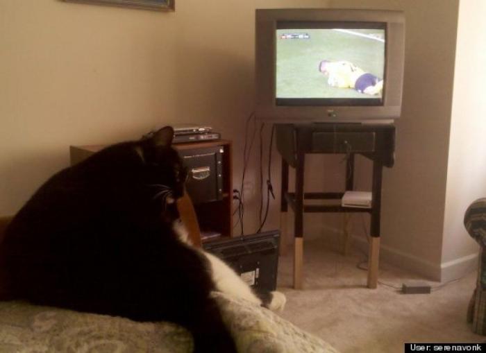 ¿Qué hacen un tigre o un león si les dejas una caja de cartón? El mejor vídeo de bichinos de la semana (VÍDEO)