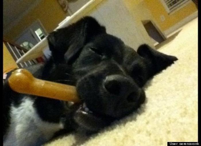 ¿Qué hacen un tigre o un león si les dejas una caja de cartón? El mejor vídeo de bichinos de la semana (VÍDEO)