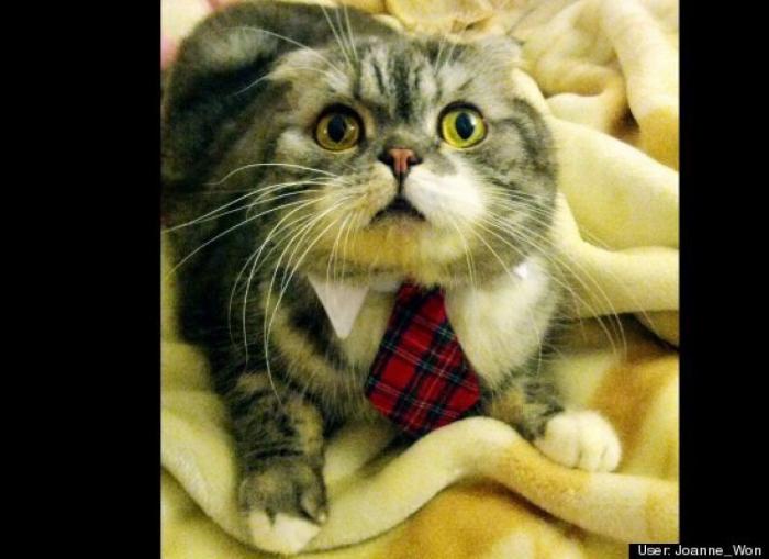 ¿Qué hacen un tigre o un león si les dejas una caja de cartón? El mejor vídeo de bichinos de la semana (VÍDEO)