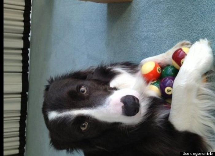 ¿Qué hacen un tigre o un león si les dejas una caja de cartón? El mejor vídeo de bichinos de la semana (VÍDEO)