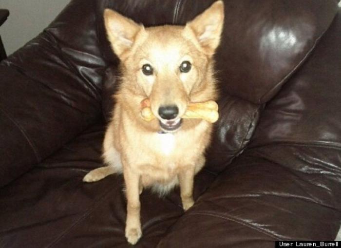 ¿Qué hacen un tigre o un león si les dejas una caja de cartón? El mejor vídeo de bichinos de la semana (VÍDEO)