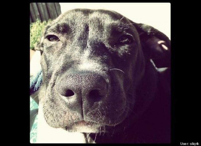 ¿Qué hacen un tigre o un león si les dejas una caja de cartón? El mejor vídeo de bichinos de la semana (VÍDEO)