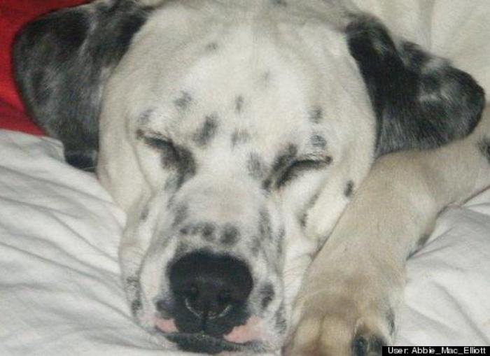 ¿Qué hacen un tigre o un león si les dejas una caja de cartón? El mejor vídeo de bichinos de la semana (VÍDEO)