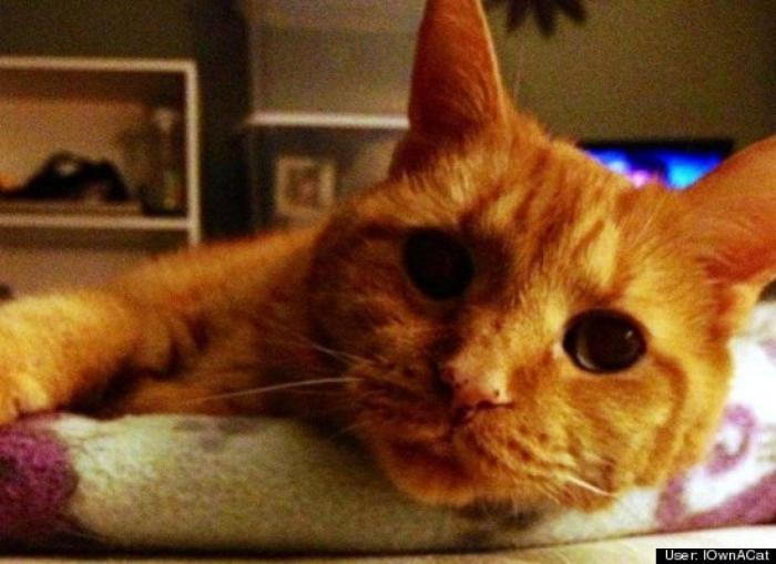 ¿Qué hacen un tigre o un león si les dejas una caja de cartón? El mejor vídeo de bichinos de la semana (VÍDEO)