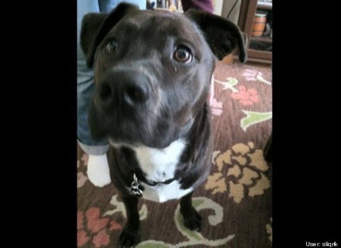 ¿Qué hacen un tigre o un león si les dejas una caja de cartón? El mejor vídeo de bichinos de la semana (VÍDEO)