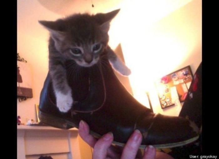 ¿Qué hacen un tigre o un león si les dejas una caja de cartón? El mejor vídeo de bichinos de la semana (VÍDEO)