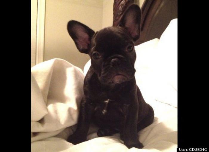 ¿Qué hacen un tigre o un león si les dejas una caja de cartón? El mejor vídeo de bichinos de la semana (VÍDEO)