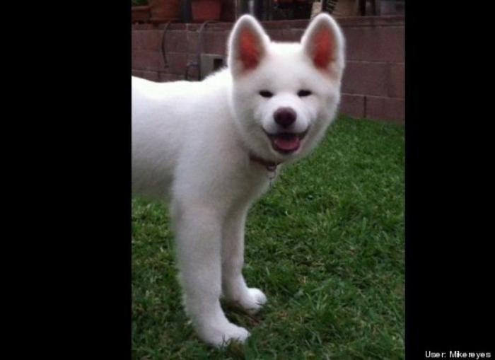 ¿Qué hacen un tigre o un león si les dejas una caja de cartón? El mejor vídeo de bichinos de la semana (VÍDEO)