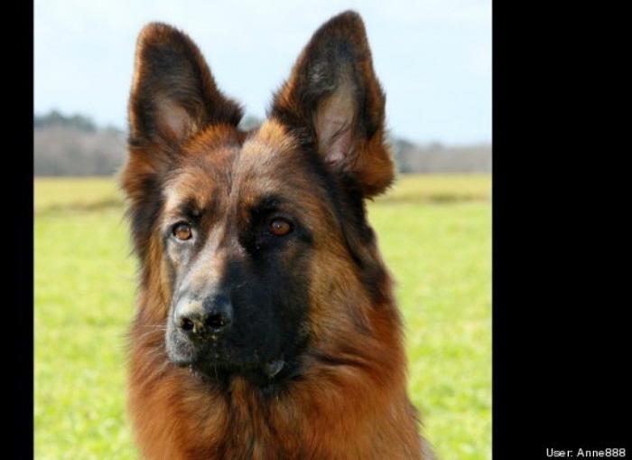 ¿Qué hacen un tigre o un león si les dejas una caja de cartón? El mejor vídeo de bichinos de la semana (VÍDEO)