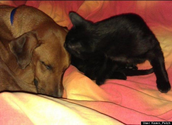 ¿Qué hacen un tigre o un león si les dejas una caja de cartón? El mejor vídeo de bichinos de la semana (VÍDEO)