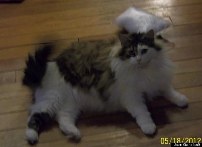 ¿Qué hacen un tigre o un león si les dejas una caja de cartón? El mejor vídeo de bichinos de la semana (VÍDEO)