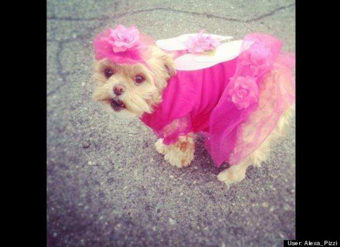 ¿Qué hacen un tigre o un león si les dejas una caja de cartón? El mejor vídeo de bichinos de la semana (VÍDEO)