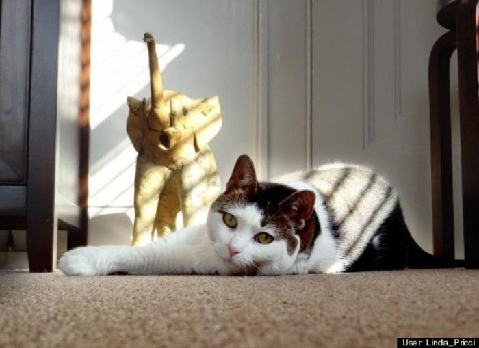 ¿Qué hacen un tigre o un león si les dejas una caja de cartón? El mejor vídeo de bichinos de la semana (VÍDEO)