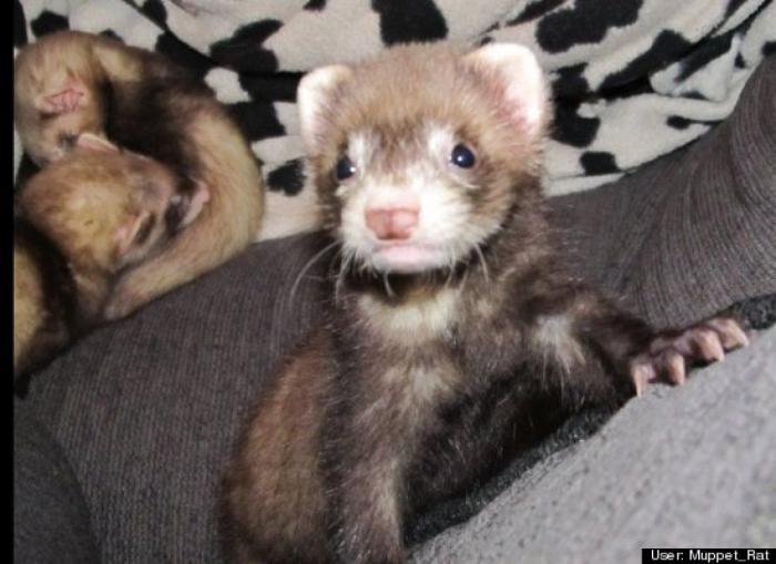 ¿Qué hacen un tigre o un león si les dejas una caja de cartón? El mejor vídeo de bichinos de la semana (VÍDEO)