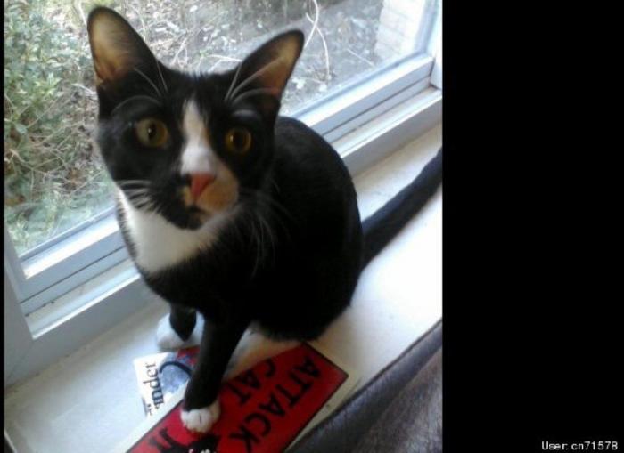 ¿Qué hacen un tigre o un león si les dejas una caja de cartón? El mejor vídeo de bichinos de la semana (VÍDEO)