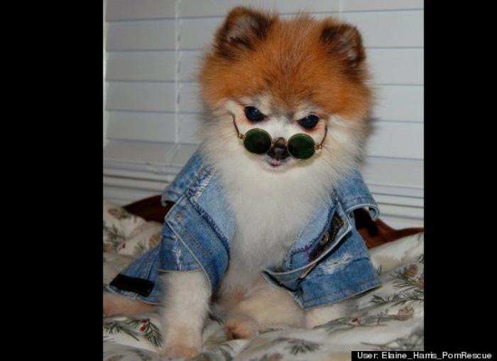 ¿Qué hacen un tigre o un león si les dejas una caja de cartón? El mejor vídeo de bichinos de la semana (VÍDEO)