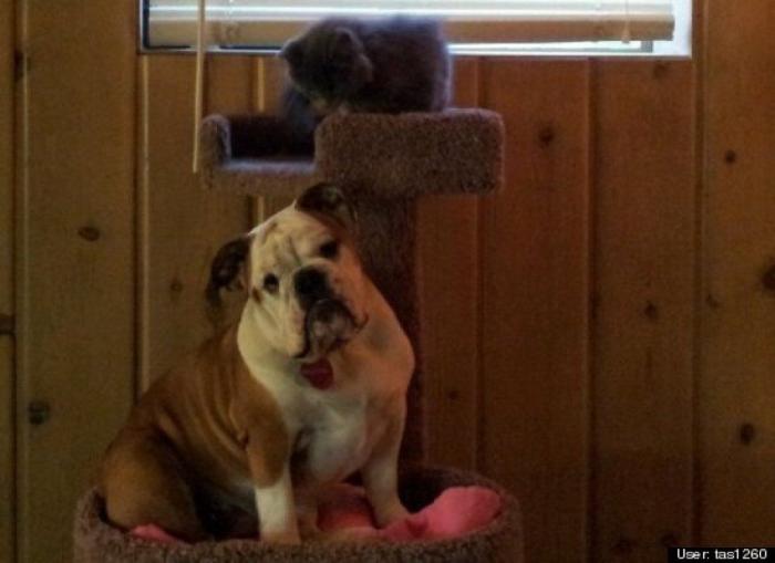 ¿Qué hacen un tigre o un león si les dejas una caja de cartón? El mejor vídeo de bichinos de la semana (VÍDEO)