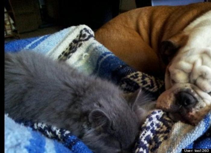 ¿Qué hacen un tigre o un león si les dejas una caja de cartón? El mejor vídeo de bichinos de la semana (VÍDEO)