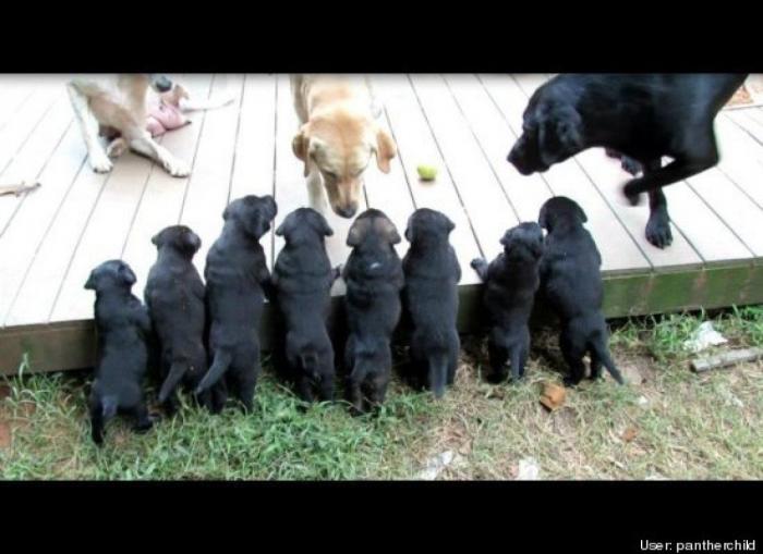 ¿Qué hacen un tigre o un león si les dejas una caja de cartón? El mejor vídeo de bichinos de la semana (VÍDEO)