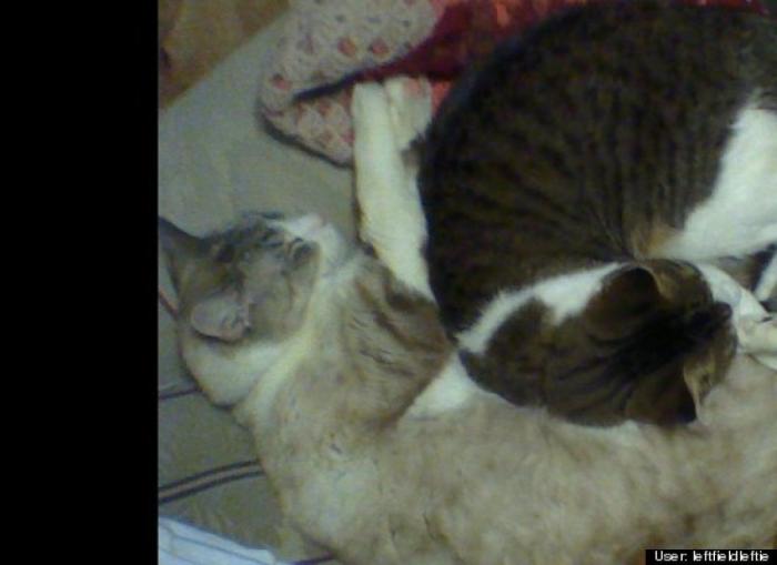 ¿Qué hacen un tigre o un león si les dejas una caja de cartón? El mejor vídeo de bichinos de la semana (VÍDEO)