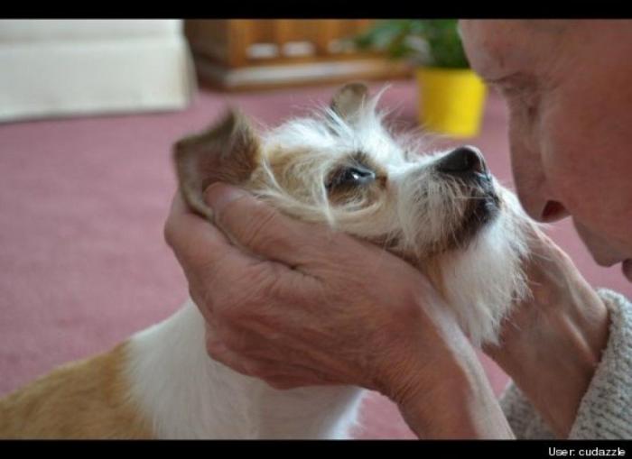 ¿Qué hacen un tigre o un león si les dejas una caja de cartón? El mejor vídeo de bichinos de la semana (VÍDEO)