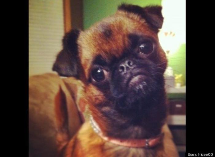 ¿Qué hacen un tigre o un león si les dejas una caja de cartón? El mejor vídeo de bichinos de la semana (VÍDEO)