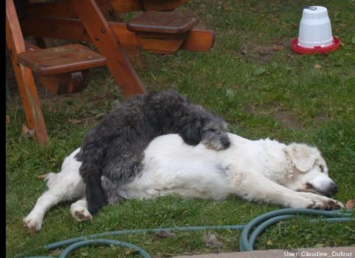 ¿Qué hacen un tigre o un león si les dejas una caja de cartón? El mejor vídeo de bichinos de la semana (VÍDEO)