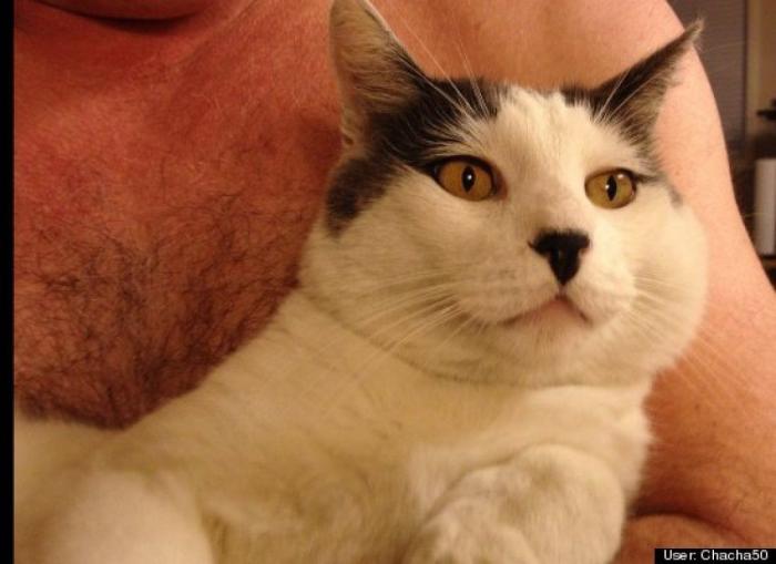 ¿Qué hacen un tigre o un león si les dejas una caja de cartón? El mejor vídeo de bichinos de la semana (VÍDEO)