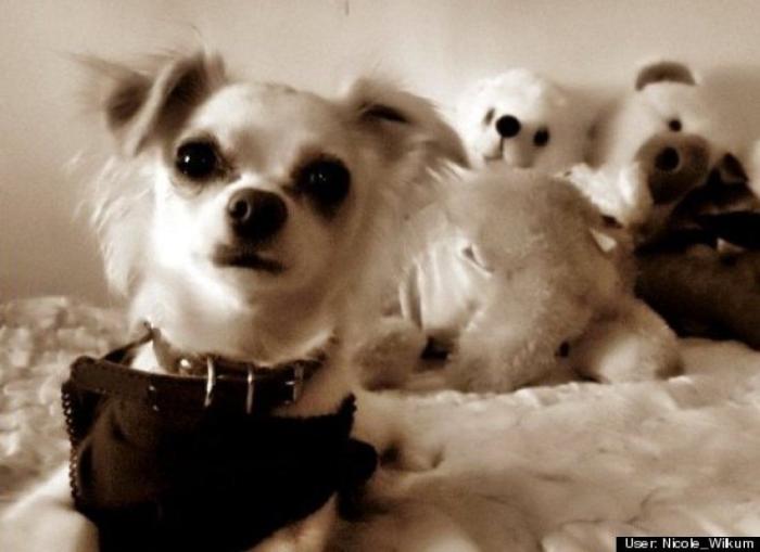 ¿Qué hacen un tigre o un león si les dejas una caja de cartón? El mejor vídeo de bichinos de la semana (VÍDEO)