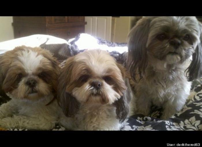 ¿Qué hacen un tigre o un león si les dejas una caja de cartón? El mejor vídeo de bichinos de la semana (VÍDEO)