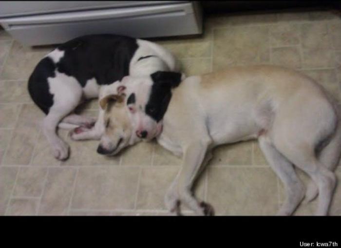 ¿Qué hacen un tigre o un león si les dejas una caja de cartón? El mejor vídeo de bichinos de la semana (VÍDEO)