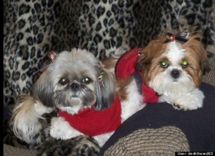 ¿Qué hacen un tigre o un león si les dejas una caja de cartón? El mejor vídeo de bichinos de la semana (VÍDEO)