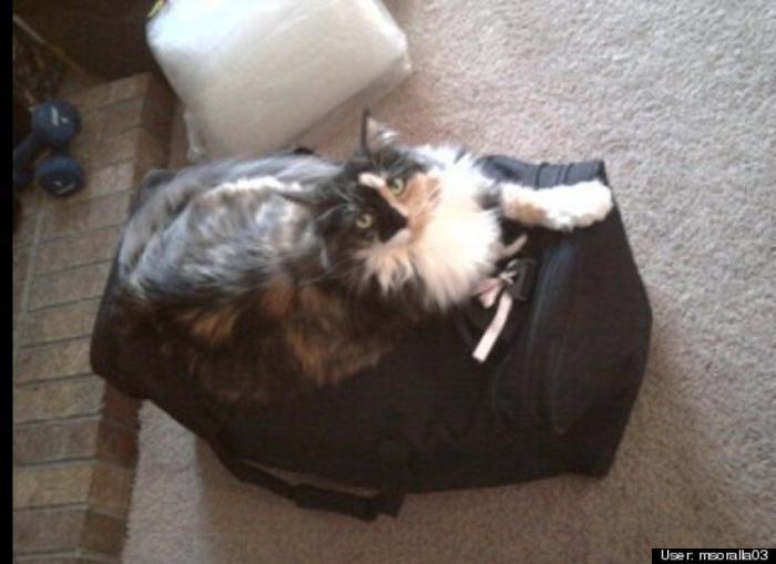 ¿Qué hacen un tigre o un león si les dejas una caja de cartón? El mejor vídeo de bichinos de la semana (VÍDEO)