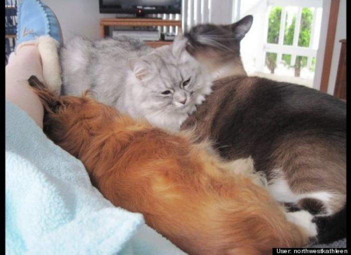 ¿Qué hacen un tigre o un león si les dejas una caja de cartón? El mejor vídeo de bichinos de la semana (VÍDEO)